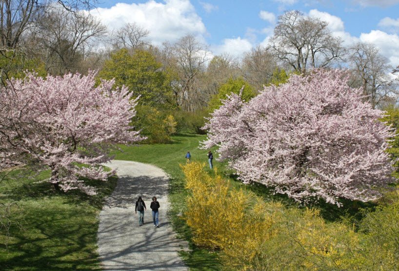 Arnold Arboretum of Harvard University, Massachusetts, USA